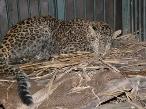 Saldırdığı köyde uyuşturulup kurtarılan bir leopar